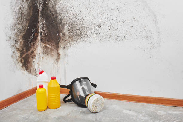Best Residential Mold Removal  in Newberg, OR
