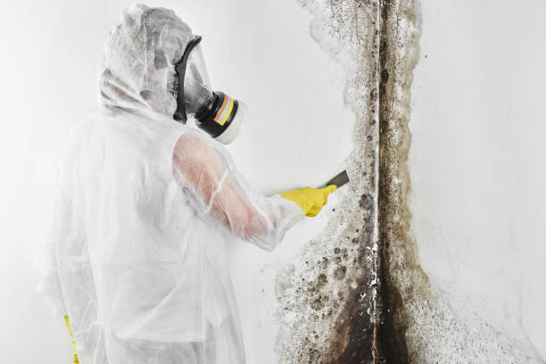 Best Commercial Mold Removal  in Newberg, OR