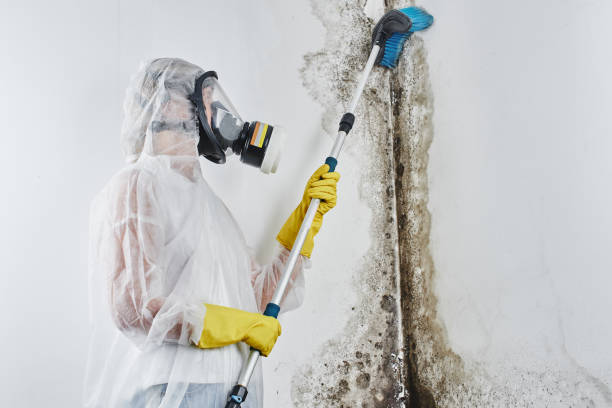 Best Professional Mold Removal  in Newberg, OR