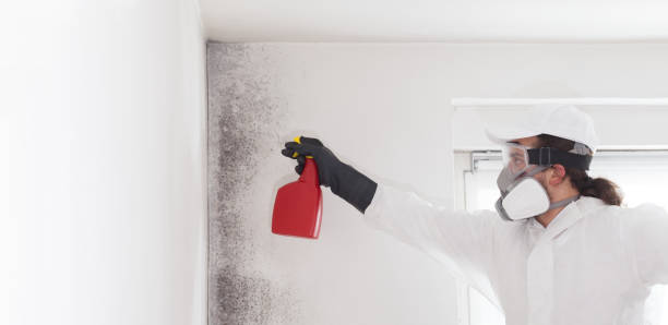 Trusted Newberg, OR Mold Removal Experts
