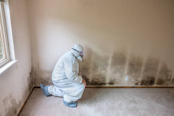 Best Attic Mold Removal  in Newberg, OR