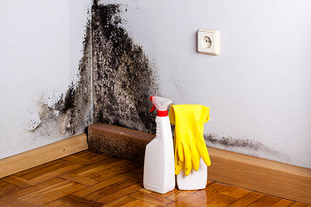 Mold Removal Process in Newberg, OR