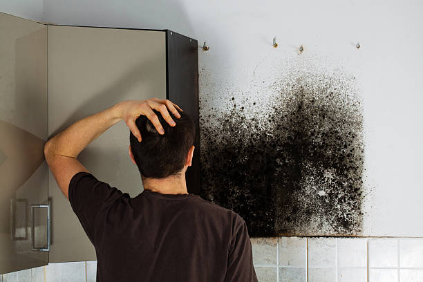 Best Black Mold Removal  in Newberg, OR