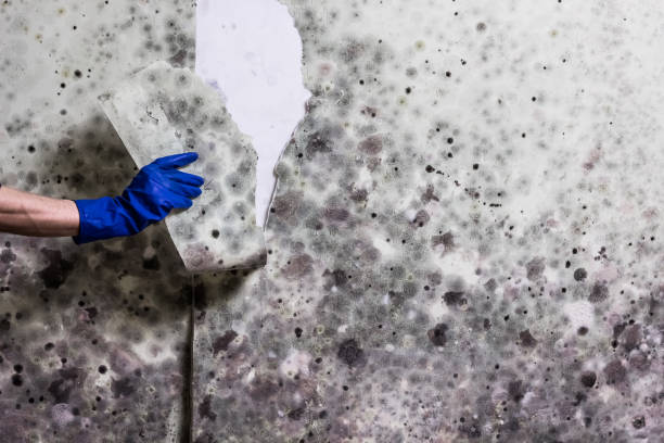 Best Affordable Mold Removal  in Newberg, OR